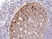 Anti Ki67 Antibody, clone RM360 thumbnail image 1