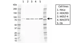 Anti Human KIF3A Antibody, clone rAB08/2H12 gallery image 1