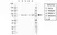 Anti Human KIF3A Antibody, clone rAB08/2H12 thumbnail image 1