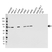 Anti Kinesin Family Member 2C Antibody, clone CPTC20 (PrecisionAb Monoclonal Antibody) thumbnail image 1