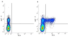 Anti Human KIR Antibody, clone NKVFS1 gallery image 2