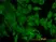 Anti Human KRAS Antibody, clone 3B10-2F2 thumbnail image 1