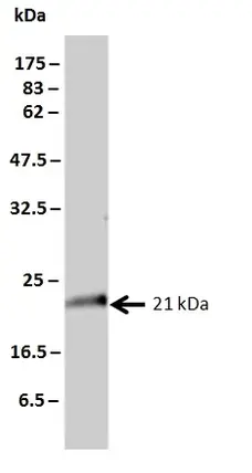 Anti Human KRAS Antibody, clone 3B10-2F2 gallery image 2