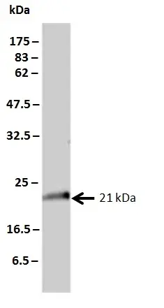 Anti Human KRAS Antibody, clone 3B10-2F2 gallery image 2