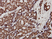 Anti Human Ku70 Antibody, clone 4C2-1A6 thumbnail image 3