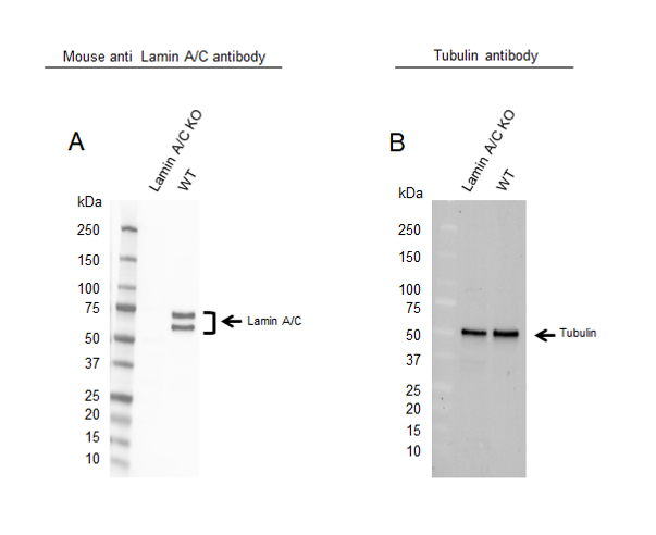 Anti Lamin A/C Antibody, clone OTI3F6 (PrecisionAb Monoclonal Antibody) gallery image 2
