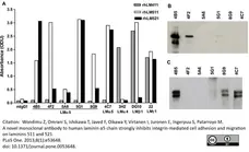 Anti Human Laminin Alpha 5 Antibody, clone 4C7 (2D8/33) gallery image 2