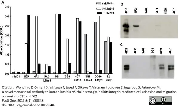 Anti Human Laminin Alpha 5 Antibody, clone 4C7 (2D8/33) gallery image 2