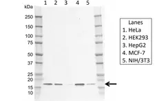 Anti Human LAMTOR1 Antibody, clone rCD01/3G6 gallery image 1