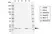 Anti Human LAMTOR1 Antibody, clone rCD01/3G6 thumbnail image 1