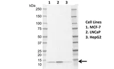 Anti Human LAMTOR2 Antibody, clone N03-6B7-3 gallery image 1
