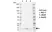 Anti Human LAMTOR2 Antibody, clone N03-6B7-3 thumbnail image 1