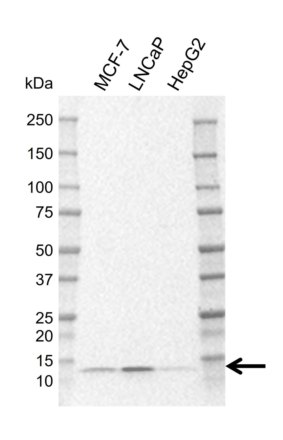 Anti Human LAMTOR2 Antibody, clone N03-6B7-3 gallery image 1