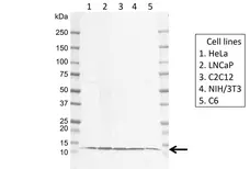 Anti Human LAMTOR4 Antibody, clone EF01-1D8 gallery image 1