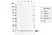 Anti Human LAMTOR4 Antibody, clone EF01-1D8 thumbnail image 1