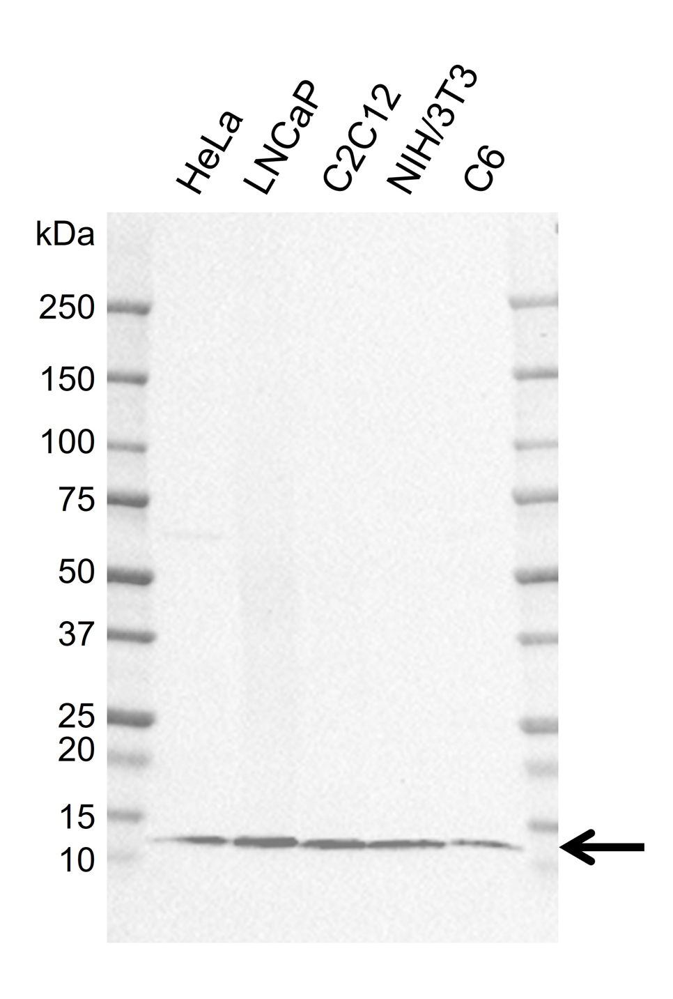 Anti Human LAMTOR4 Antibody, clone EF01-1D8 gallery image 1