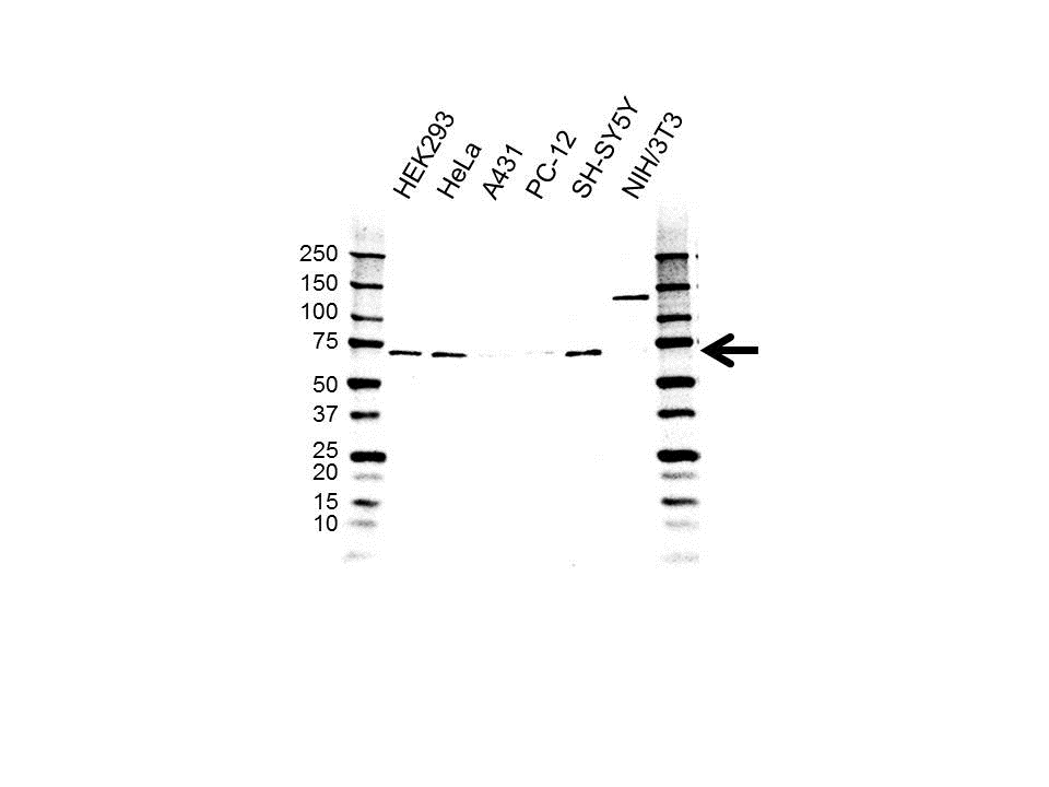 Anti LIMK1 Antibody, clone OTI6B4 (PrecisionAb Monoclonal Antibody) gallery image 1