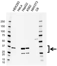 Anti LIN28B Antibody, clone CD03/4D4 (PrecisionAb Monoclonal Antibody) gallery image 1