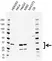 Anti LIN28B Antibody, clone CD03/4D4 (PrecisionAb Monoclonal Antibody) thumbnail image 1