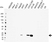 Anti Lipocalin 2 Antibody (PrecisionAb Monoclonal Antibody) thumbnail image 1