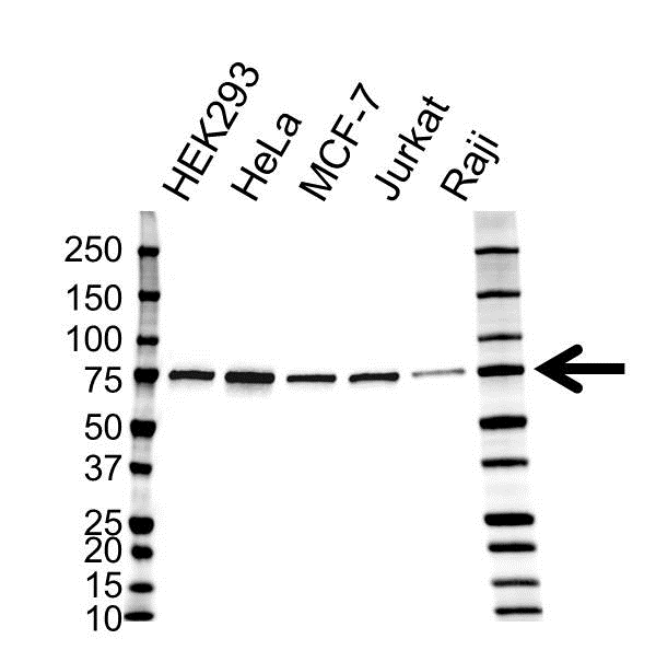 Anti Lipoma-Preferred Partner Antibody, clone 8B3A11 (PrecisionAb Monoclonal Antibody) gallery image 1