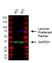 Anti Lipoma-Preferred Partner Antibody, clone 8B3A11 (PrecisionAb Monoclonal Antibody) thumbnail image 2