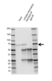 Anti Lipoma-Preferred Partner Antibody, clone 8B3A11 (PrecisionAb Monoclonal Antibody) thumbnail image 3