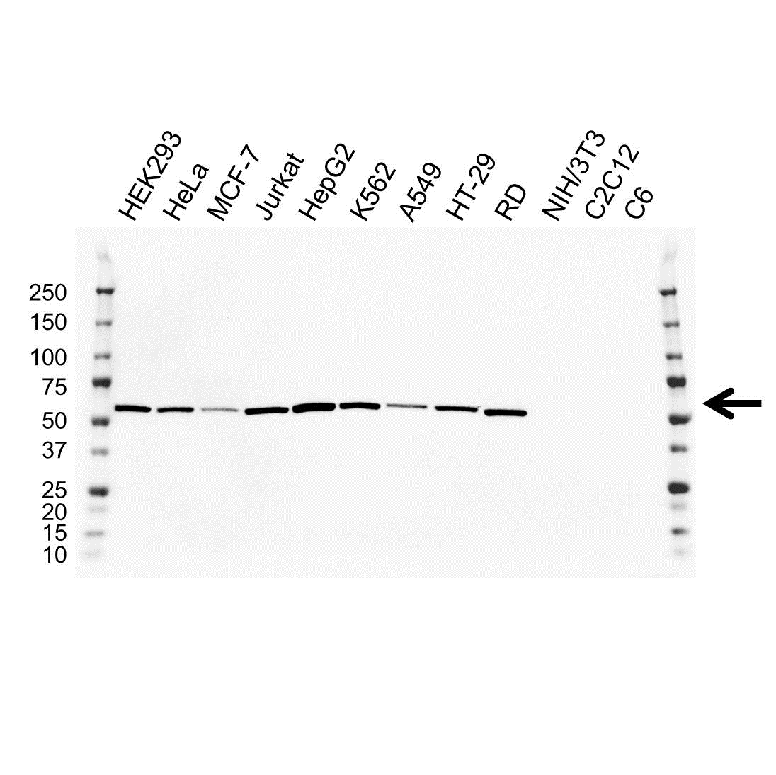 Anti LMAN1 Antibody, clone OTI2B10 (PrecisionAb Monoclonal Antibody) gallery image 1