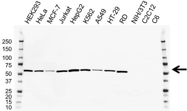 Anti LMAN1 Antibody, clone OTI2B10 (PrecisionAb Monoclonal Antibody) gallery image 2