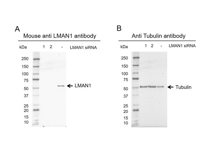 Anti LMAN1 Antibody, clone OTI2B10 (PrecisionAb Monoclonal Antibody) gallery image 3