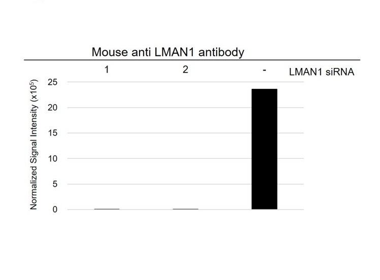 Anti LMAN1 Antibody, clone OTI2B10 (PrecisionAb Monoclonal Antibody) gallery image 4