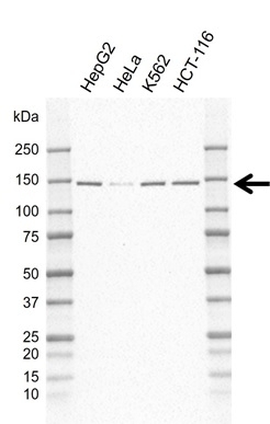 Anti Lrpprc Antibody, clone AB02/2F11 (PrecisionAb Monoclonal Antibody) gallery image 1