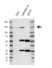 Anti Lrpprc Antibody, clone AB02/2F11 (PrecisionAb Monoclonal Antibody) thumbnail image 2
