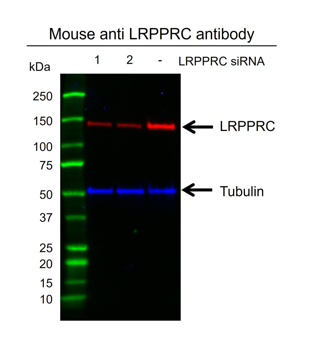 Anti Lrpprc Antibody, clone AB02/2F11 (PrecisionAb Monoclonal Antibody) gallery image 3