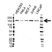Anti Lysine-Specific Demethylase 3A Antibody (PrecisionAb Monoclonal Antibody) thumbnail image 1