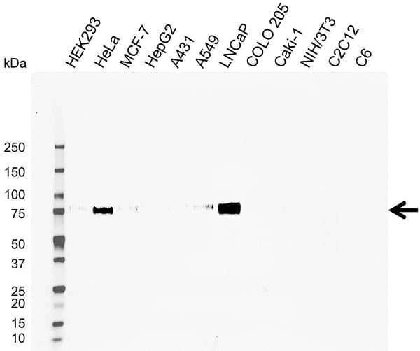 Anti Lysosome Membrane Protein 2 Antibody (PrecisionAb Monoclonal Antibody) gallery image 1