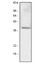 Anti Human LYVE-1 Antibody, clone 4G1 thumbnail image 1