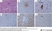 Anti Human Macrophages Antibody, clone MAC387 thumbnail image 14