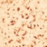 Anti Human Macrophages Antibody, clone MAC387 thumbnail image 2