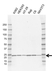 Anti MAD2 Antibody, clone G01/1A11 (PrecisionAb Monoclonal Antibody) thumbnail image 1