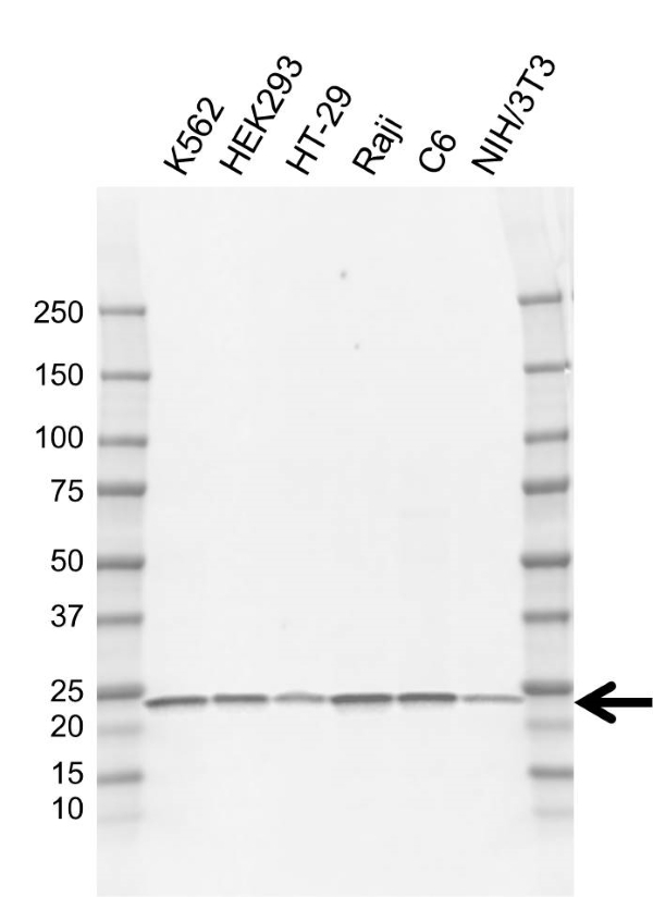 Anti MAD2 Antibody, clone G01/1A11 (PrecisionAb Monoclonal Antibody) gallery image 1