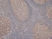 Anti Human MALT1 Antibody, clone 50 thumbnail image 1