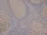 Anti MALT1 Antibody, clone 50 (PrecisionAb Monoclonal Antibody) thumbnail image 1