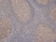 Anti MALT1 Antibody, clone 50 (PrecisionAb Monoclonal Antibody) thumbnail image 2