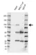 Anti MALT1 Antibody, clone 50 (PrecisionAb Monoclonal Antibody) thumbnail image 2