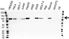 Anti MALT1 Antibody, clone 50 (PrecisionAb Monoclonal Antibody) gallery image 3