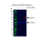 Anti MALT1 Antibody, clone 50 (PrecisionAb Monoclonal Antibody) thumbnail image 3