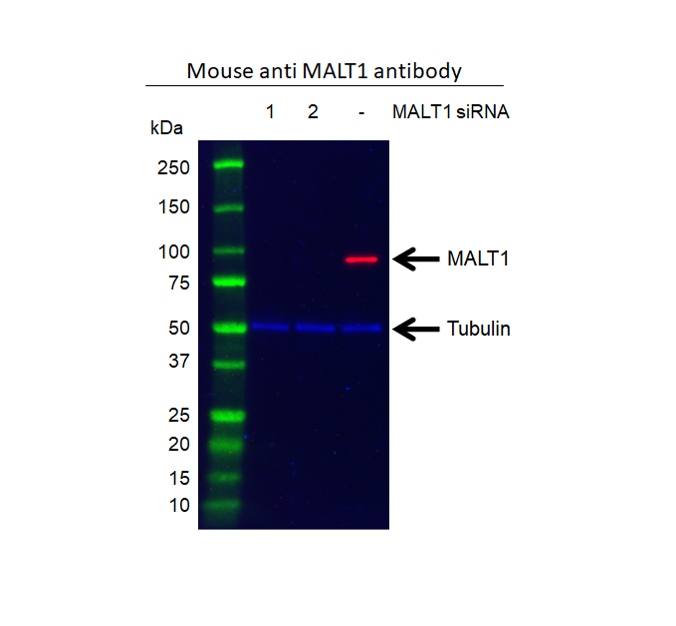 Anti MALT1 Antibody, clone 50 (PrecisionAb Monoclonal Antibody) gallery image 3