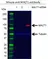 Anti MALT1 Antibody, clone 50 (PrecisionAb Monoclonal Antibody) thumbnail image 4