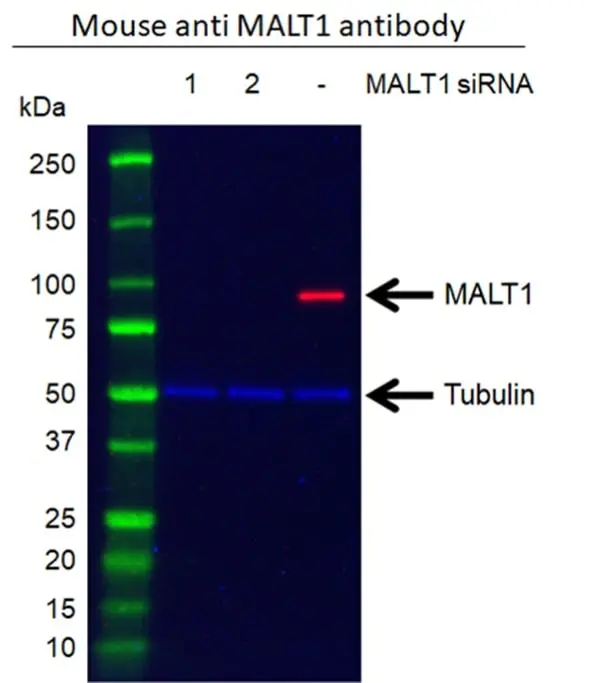 Anti MALT1 Antibody, clone 50 (PrecisionAb Monoclonal Antibody) gallery image 4